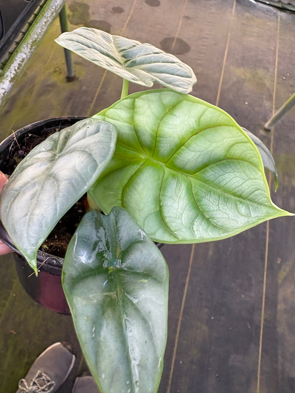 Silver Dragon Alocasia