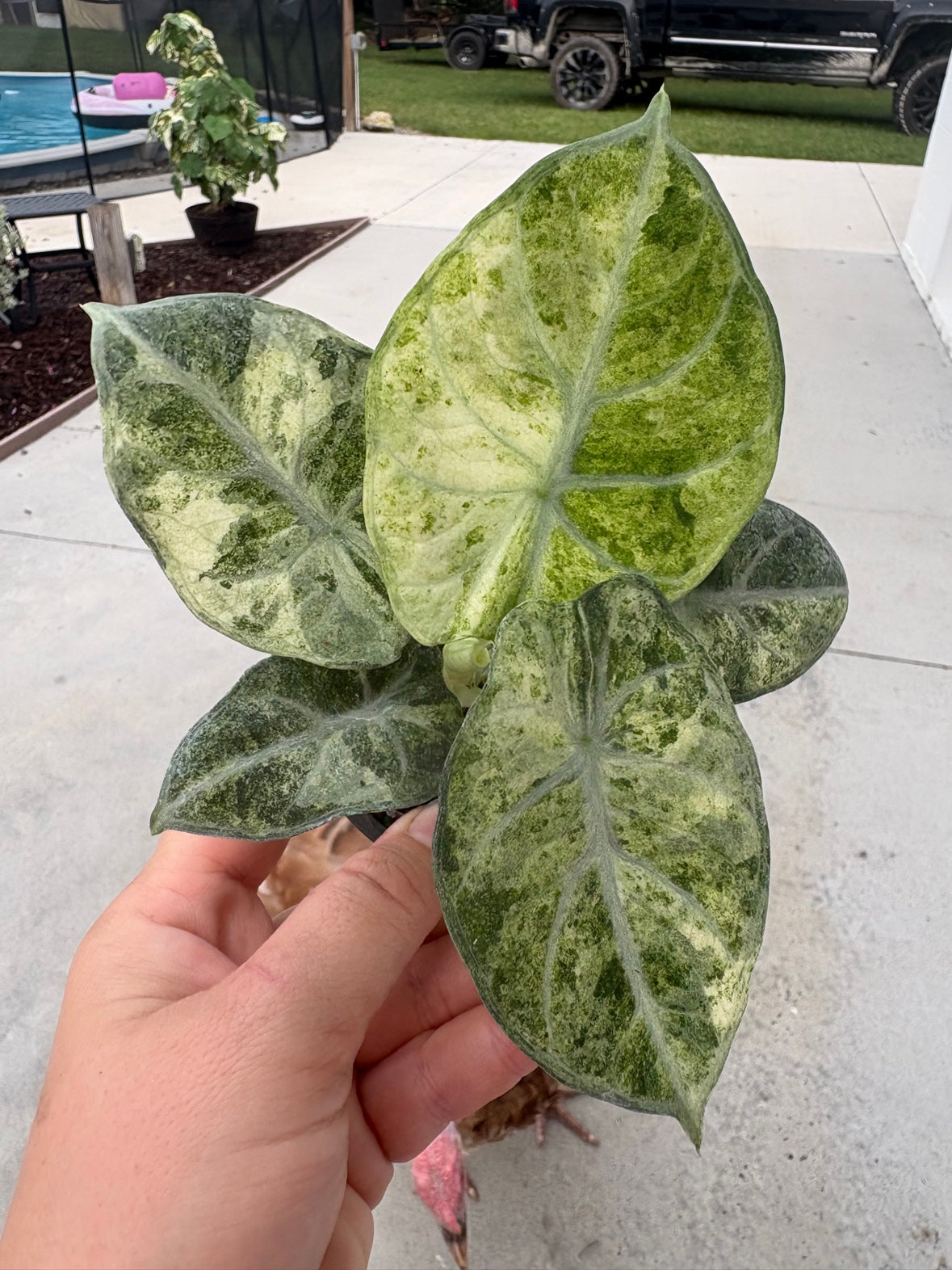 Ninja Tricolor Alocasia