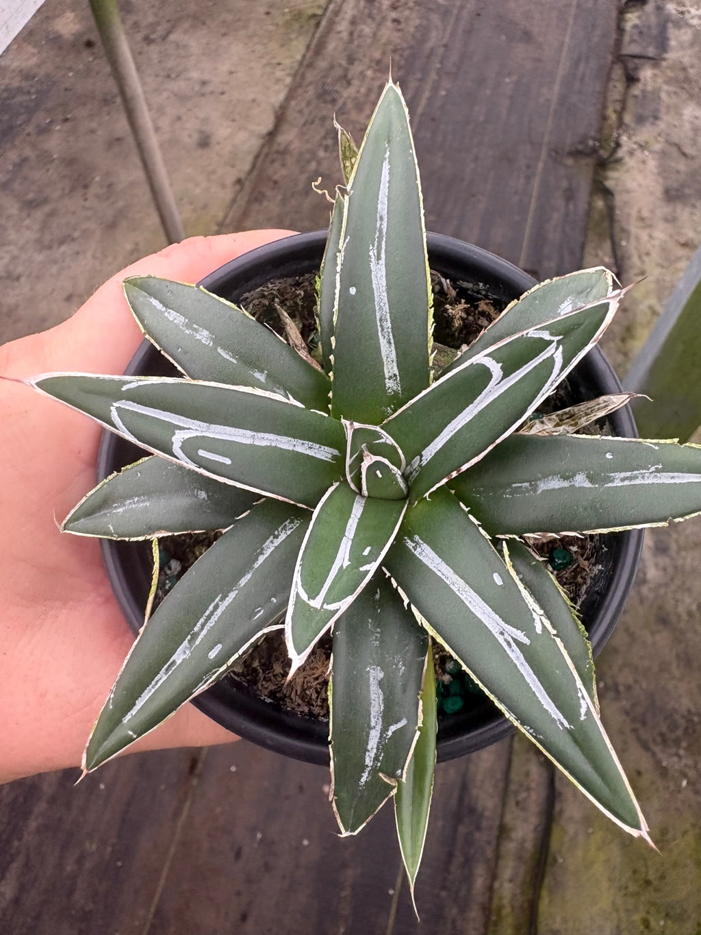 Agave Victoriae-Reginae