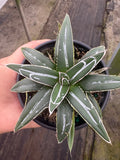 Agave Victoriae-Reginae
