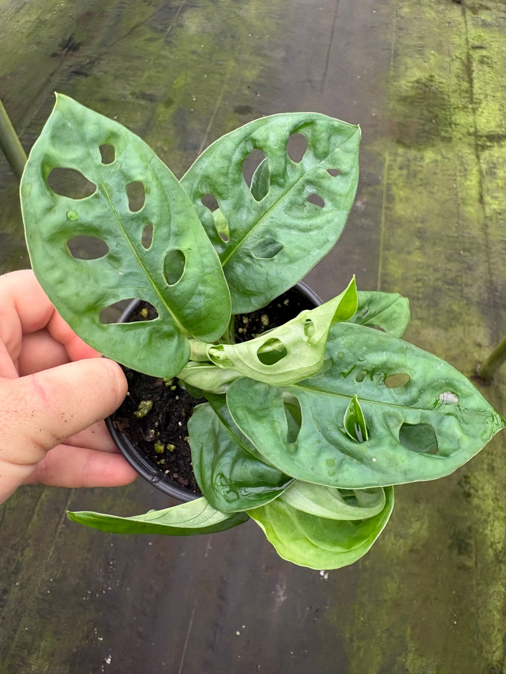 Monstera Adansonii Swiss Cheese Wide Leaf