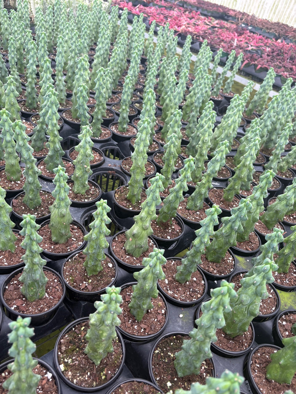 Boobie Cactus