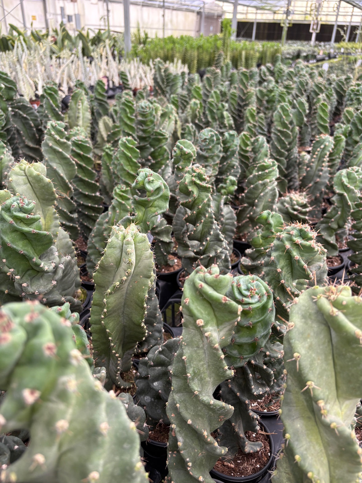 Spiral Cactus