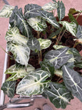 Alocasia Venom