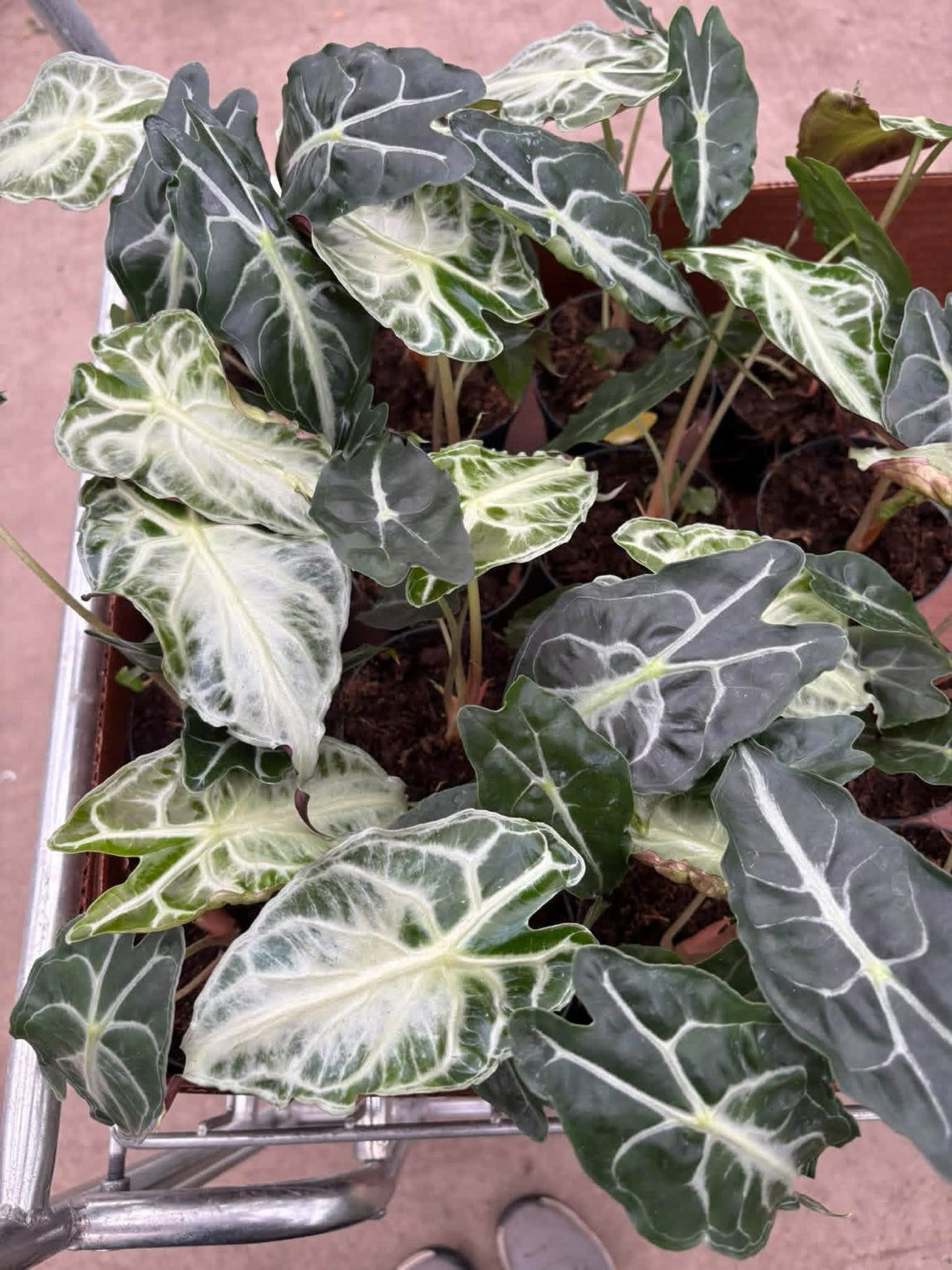 Alocasia Venom