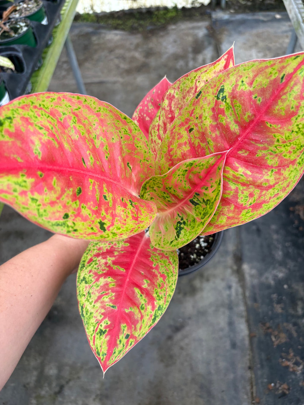 Aglaonema Red Mahasetii