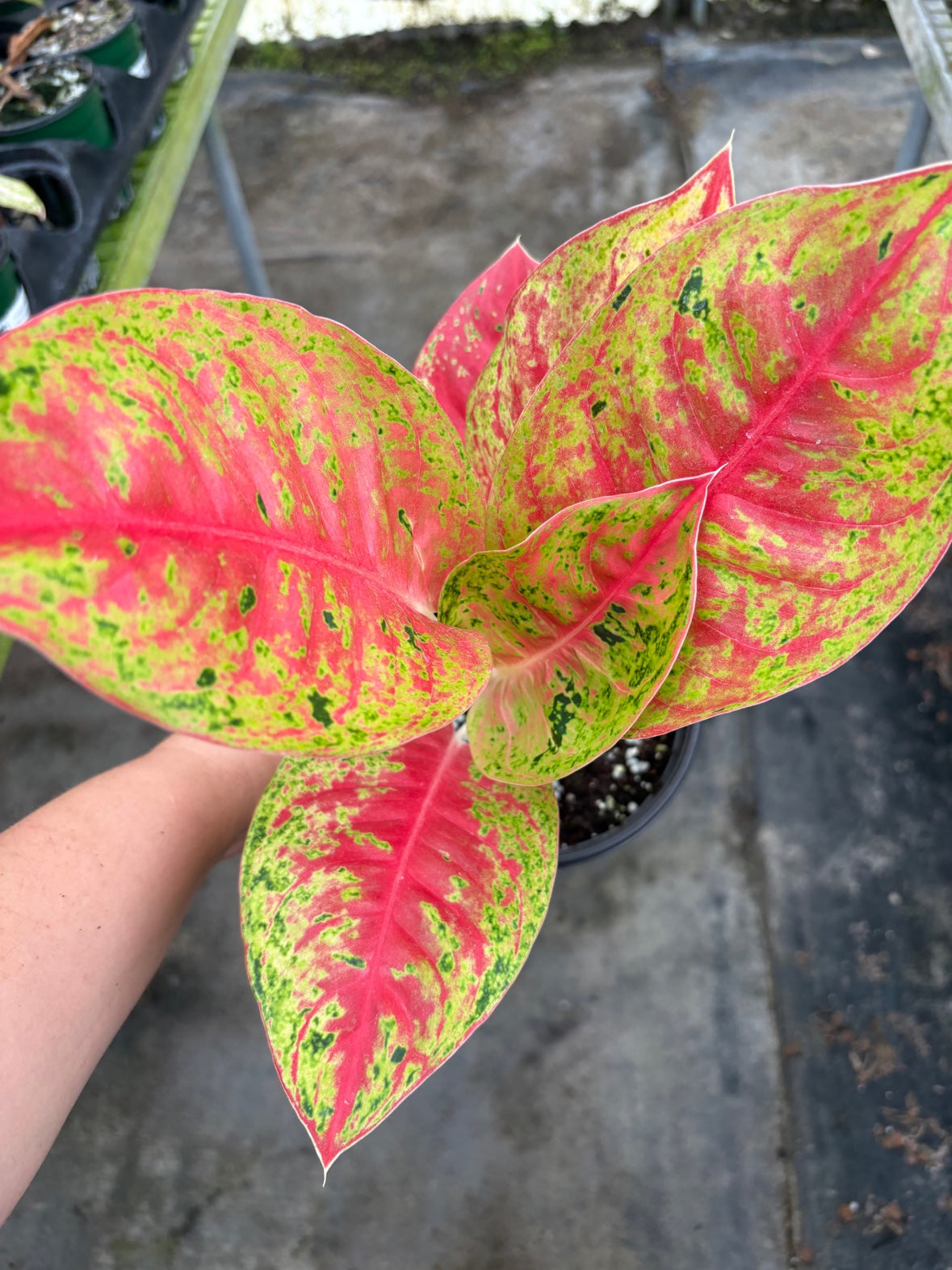 Aglaonema Red Mahasetii