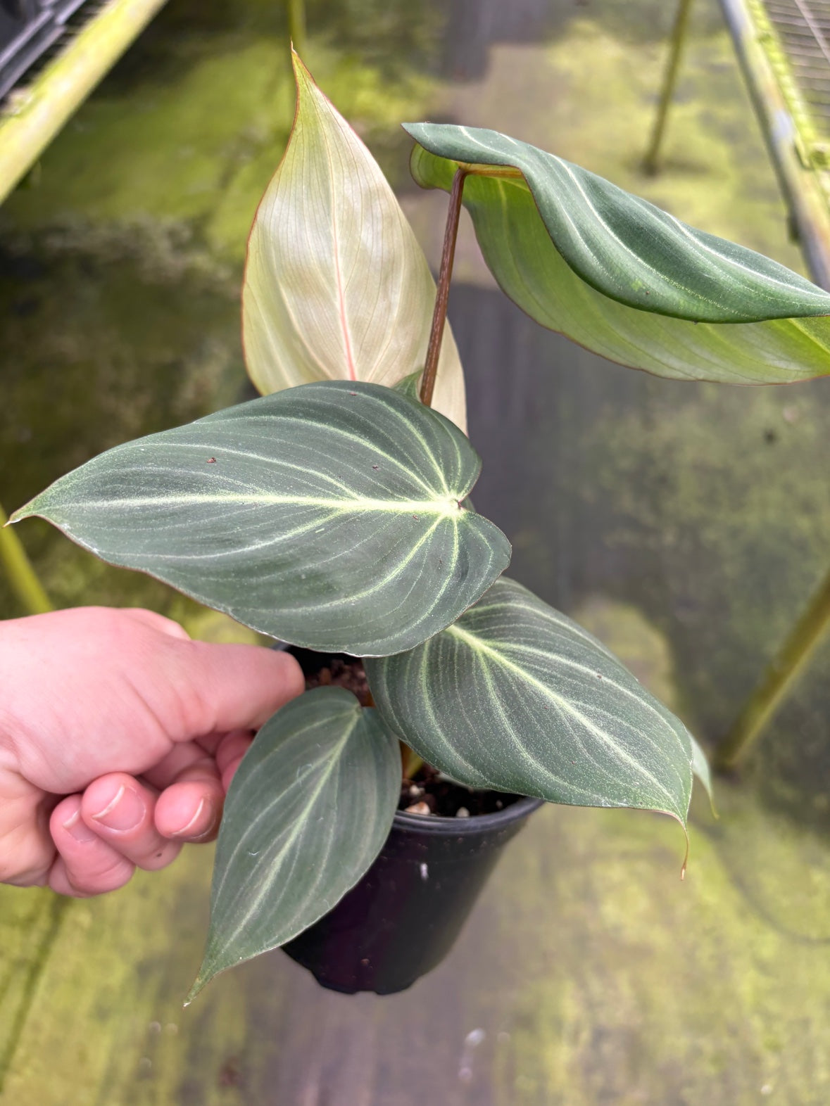 Philodendron Gloriosum