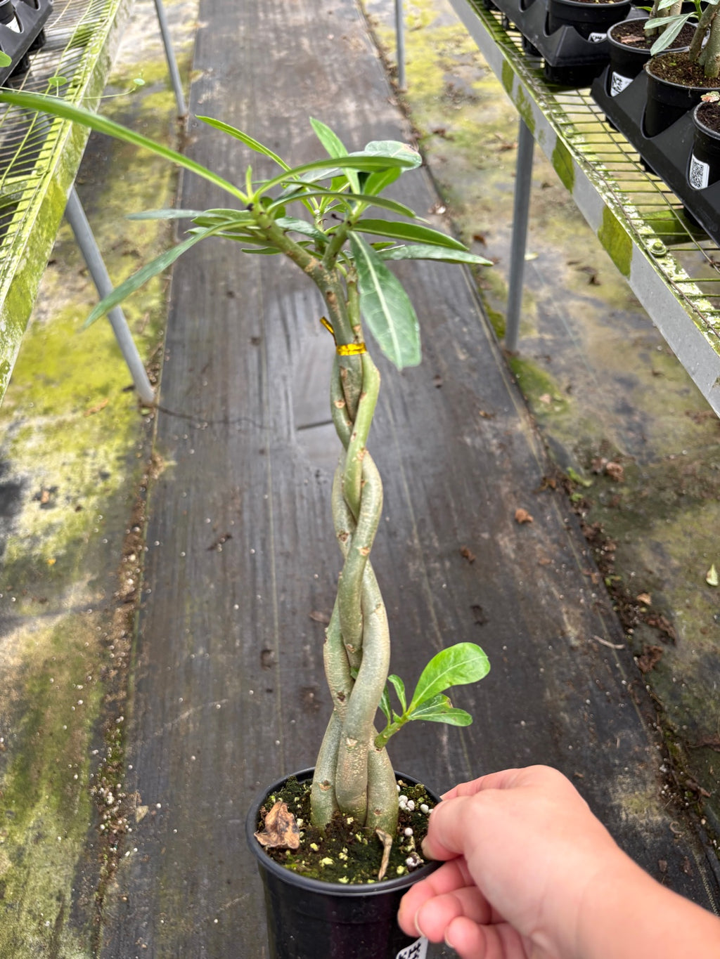 Braided Desert Rose
