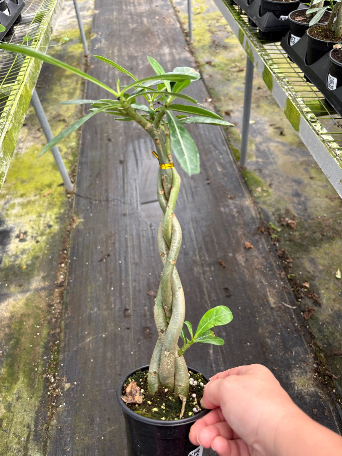 Braided Desert Rose