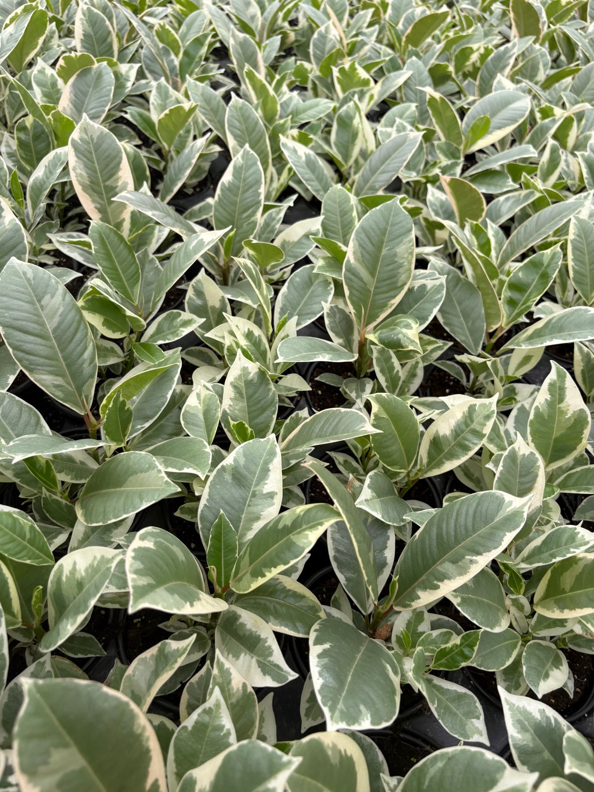 Ficus Tineke