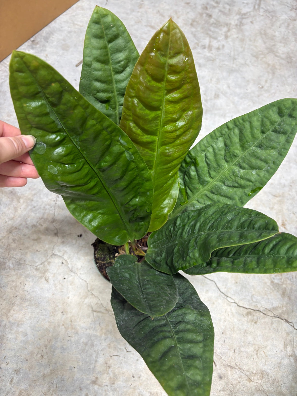 Anthurium Superbum