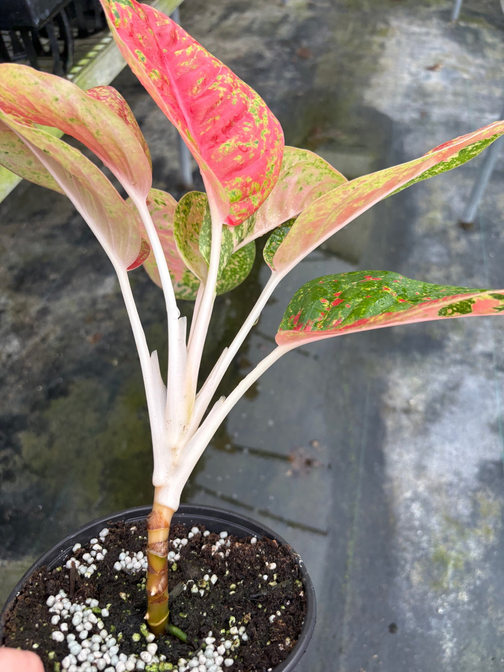 Aglaonema Red Mahasetii