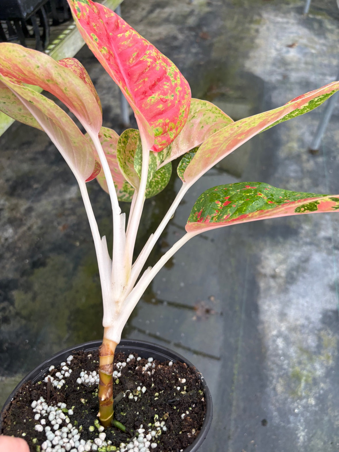 Aglaonema Red Mahasetii