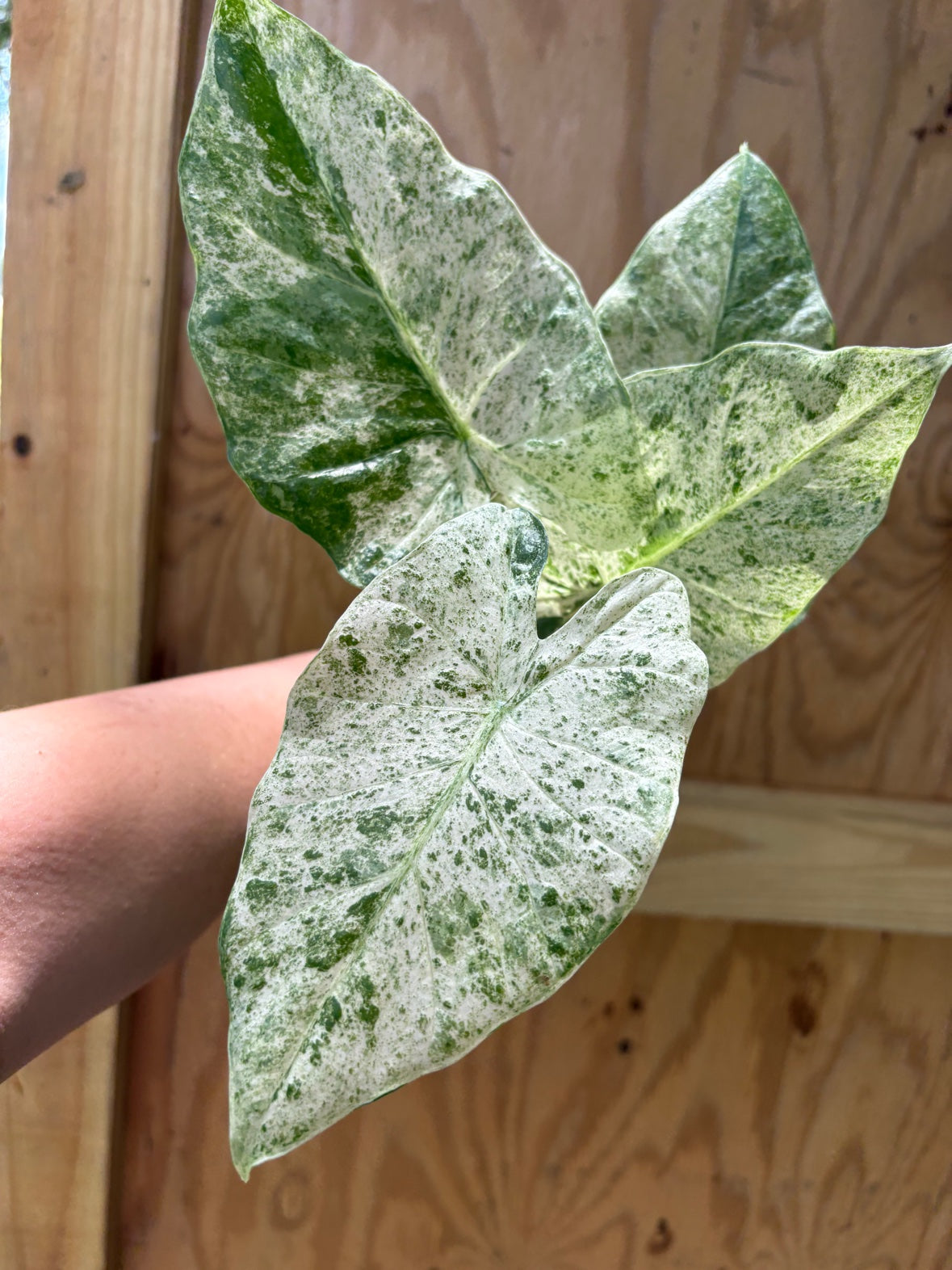 Alocasia Odora Batik