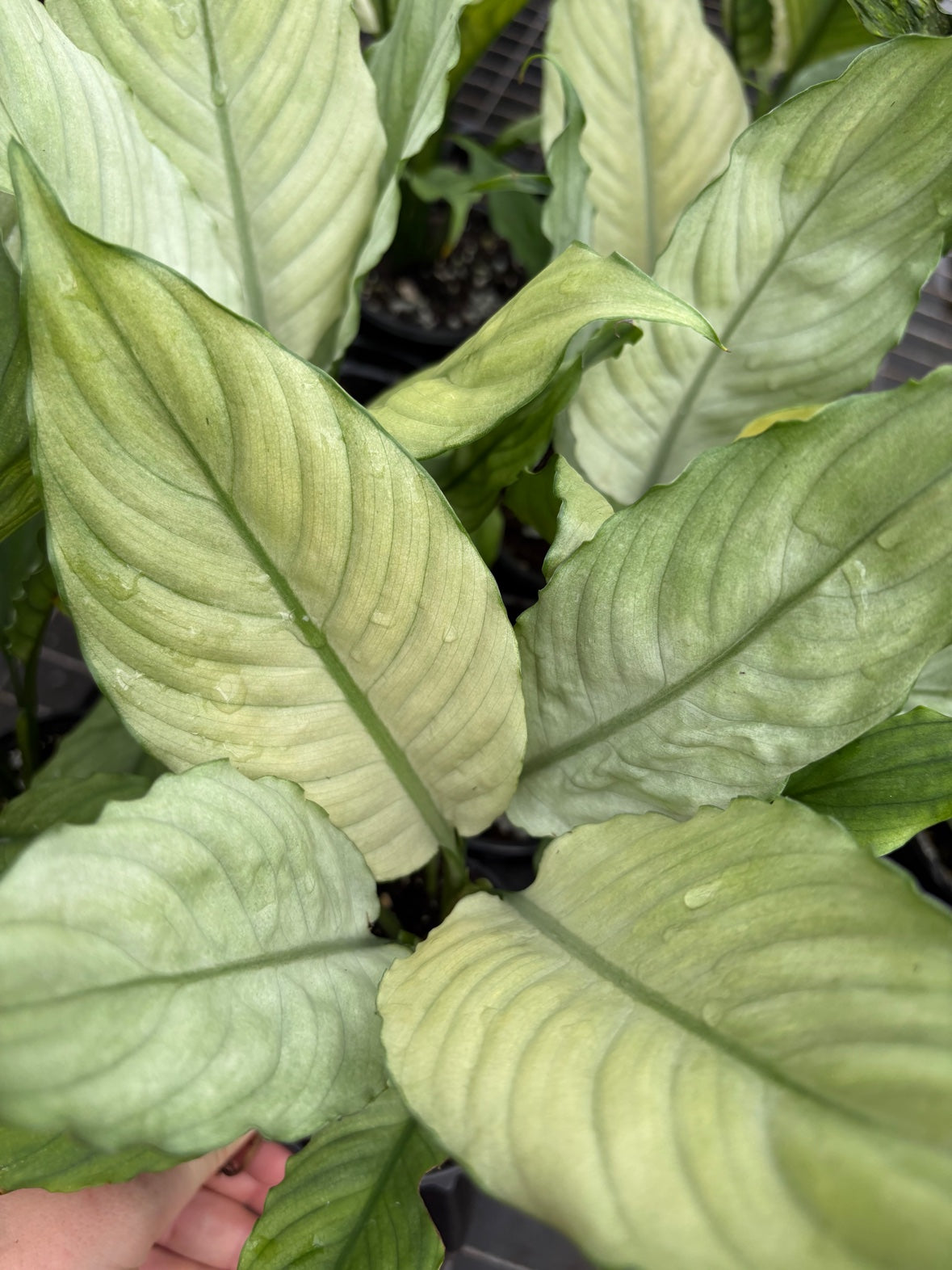 Spathiphyllum Grey Ghost