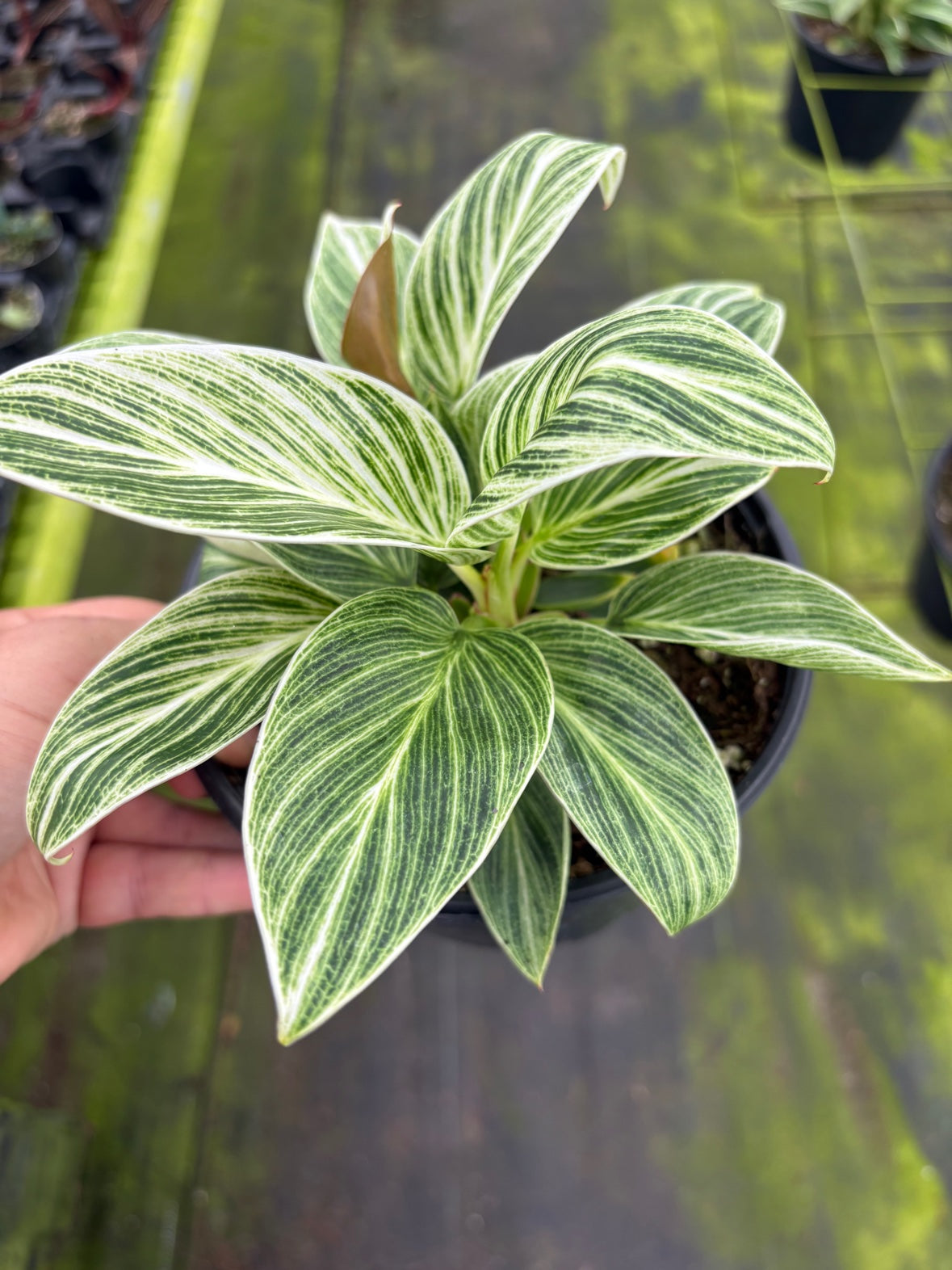 Philodendron Birkin Galaxy