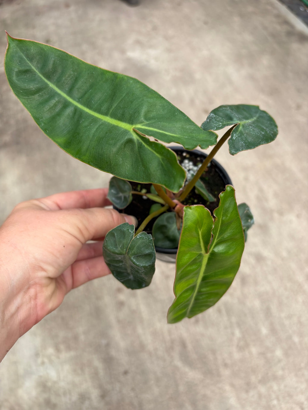 Philodendron Billietiae