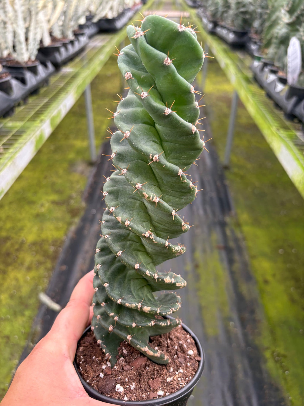 Spiral Cactus