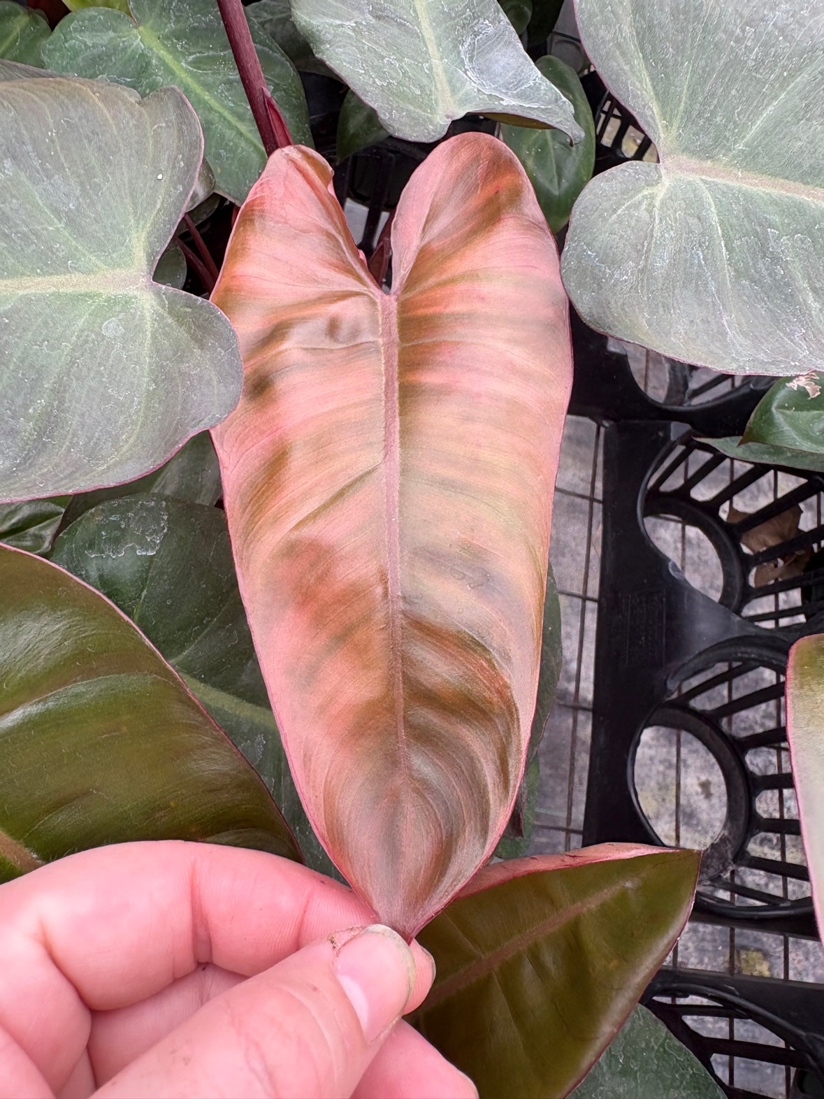 Pink Princess Cross Billietiae Philodendron
