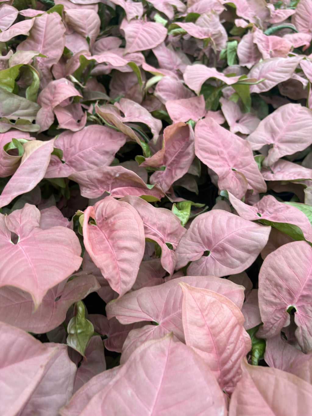 Syngonium Neon
