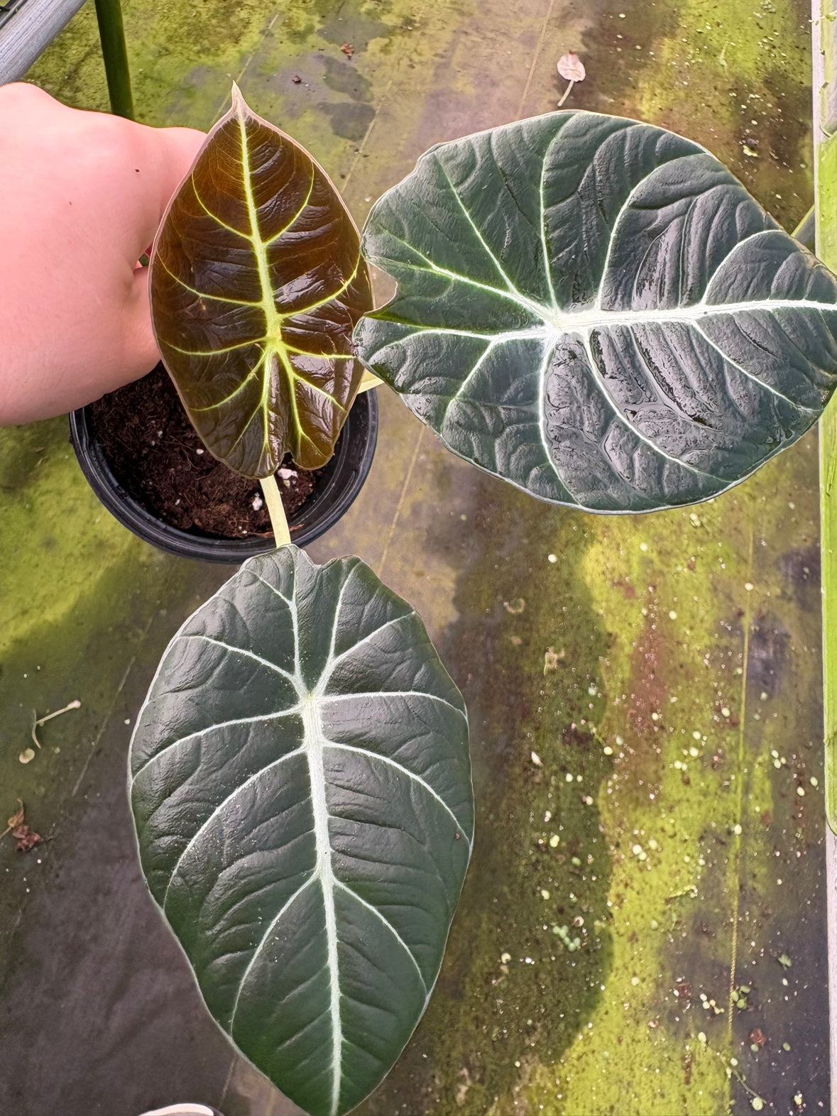 Alocasia Black Velvet
