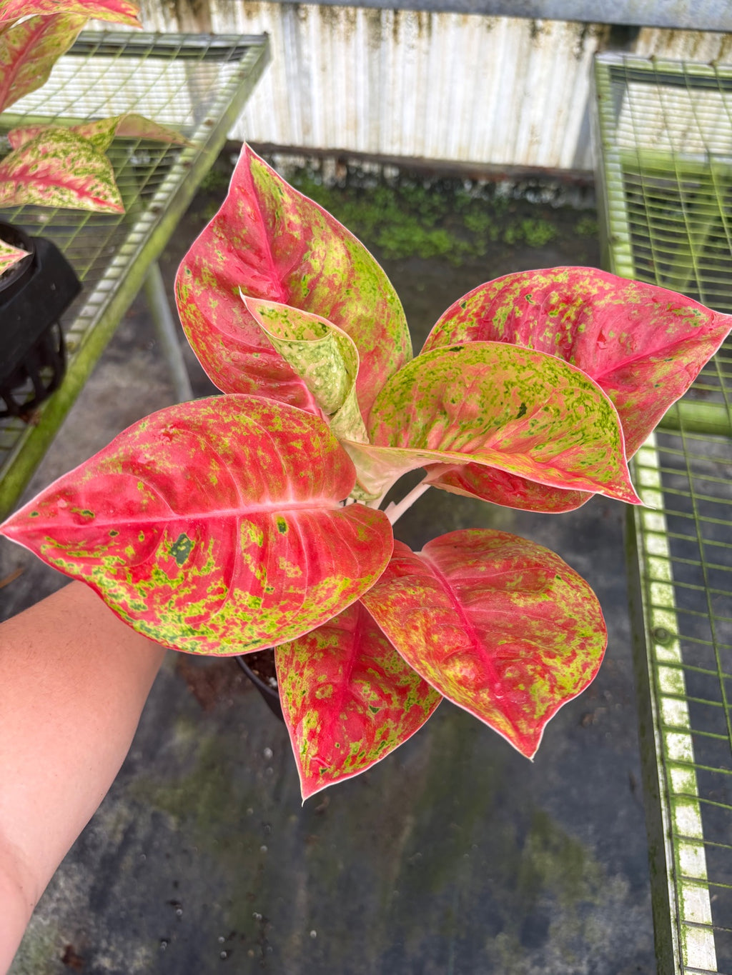 Aglaonema Red Mahasetii