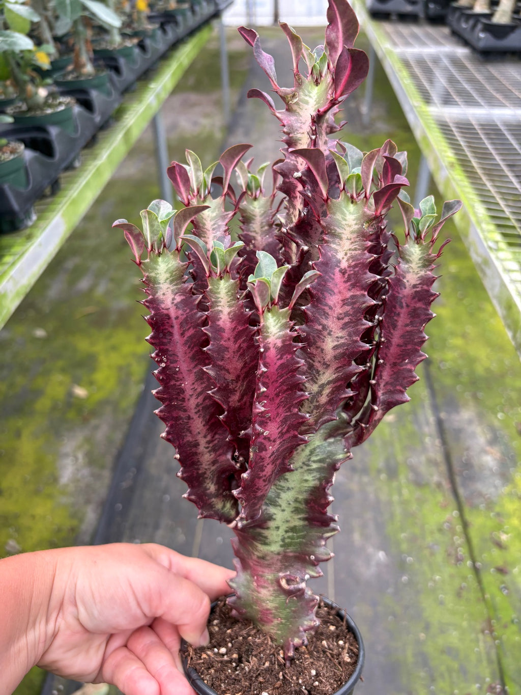 Euphorbia Red Cluster