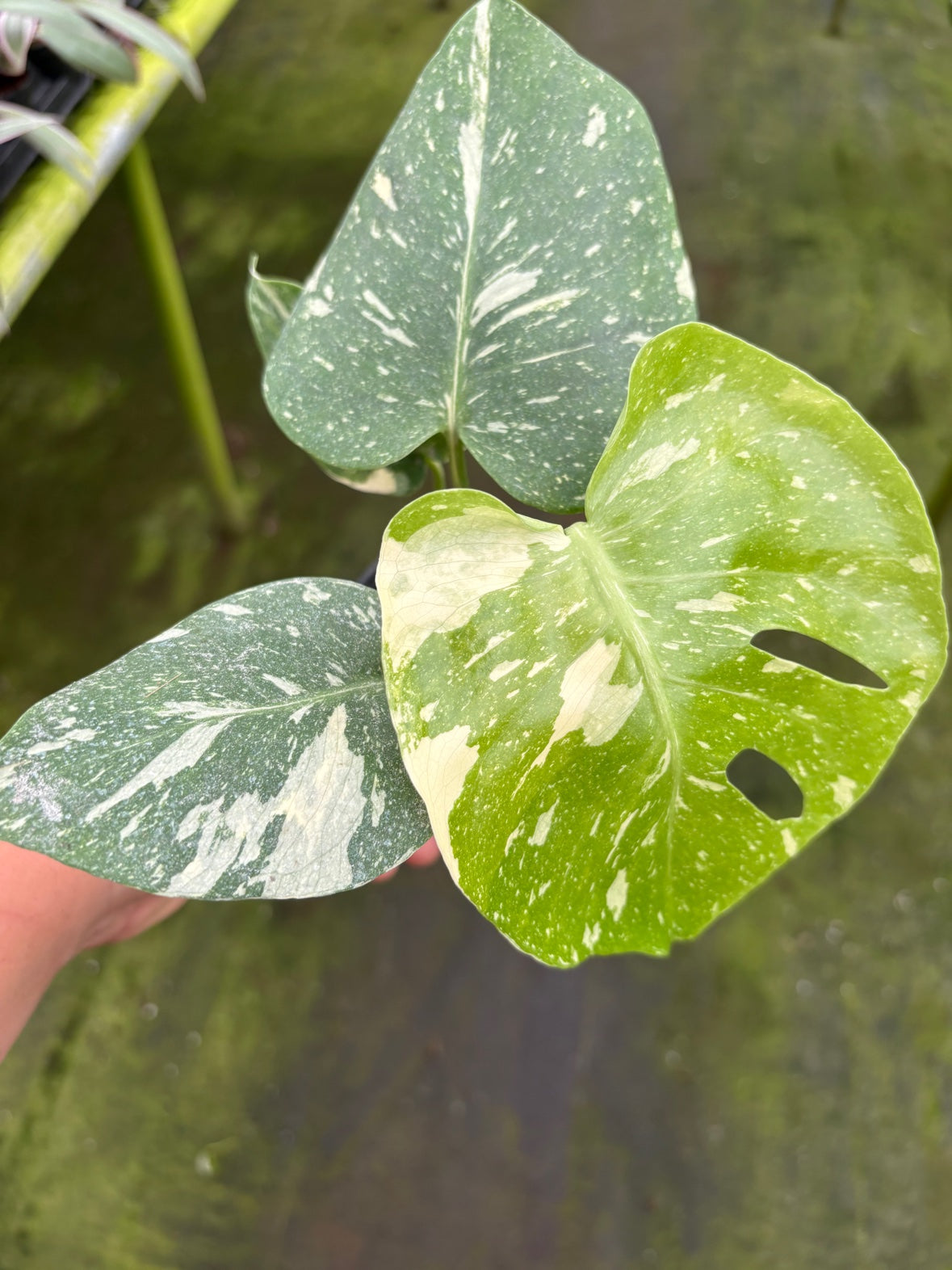 Monstera Thai Constellation