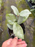 Hoya Nova Ghost