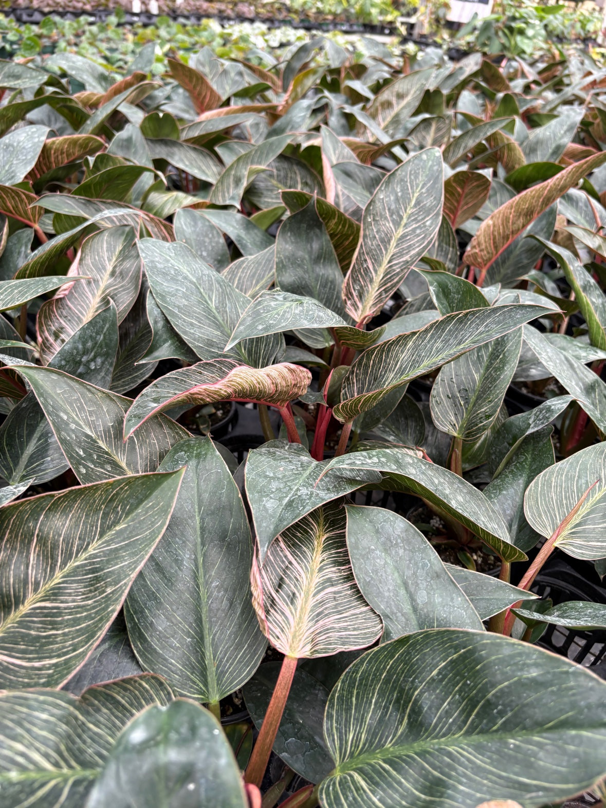 Philodendron Pink Birkin