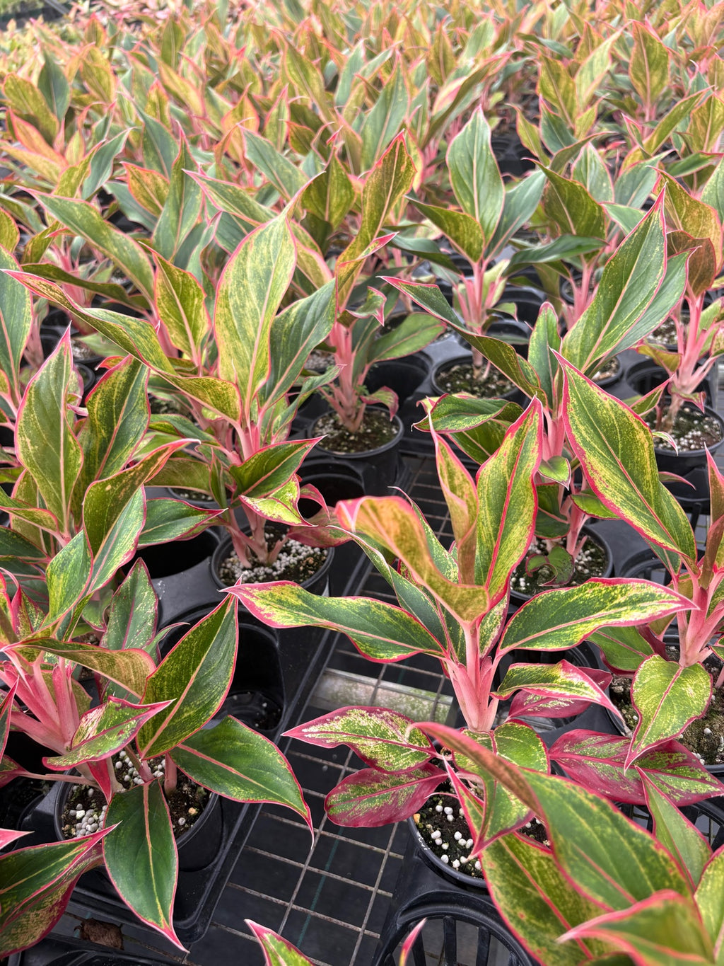 Aurora Siam Aglaonema