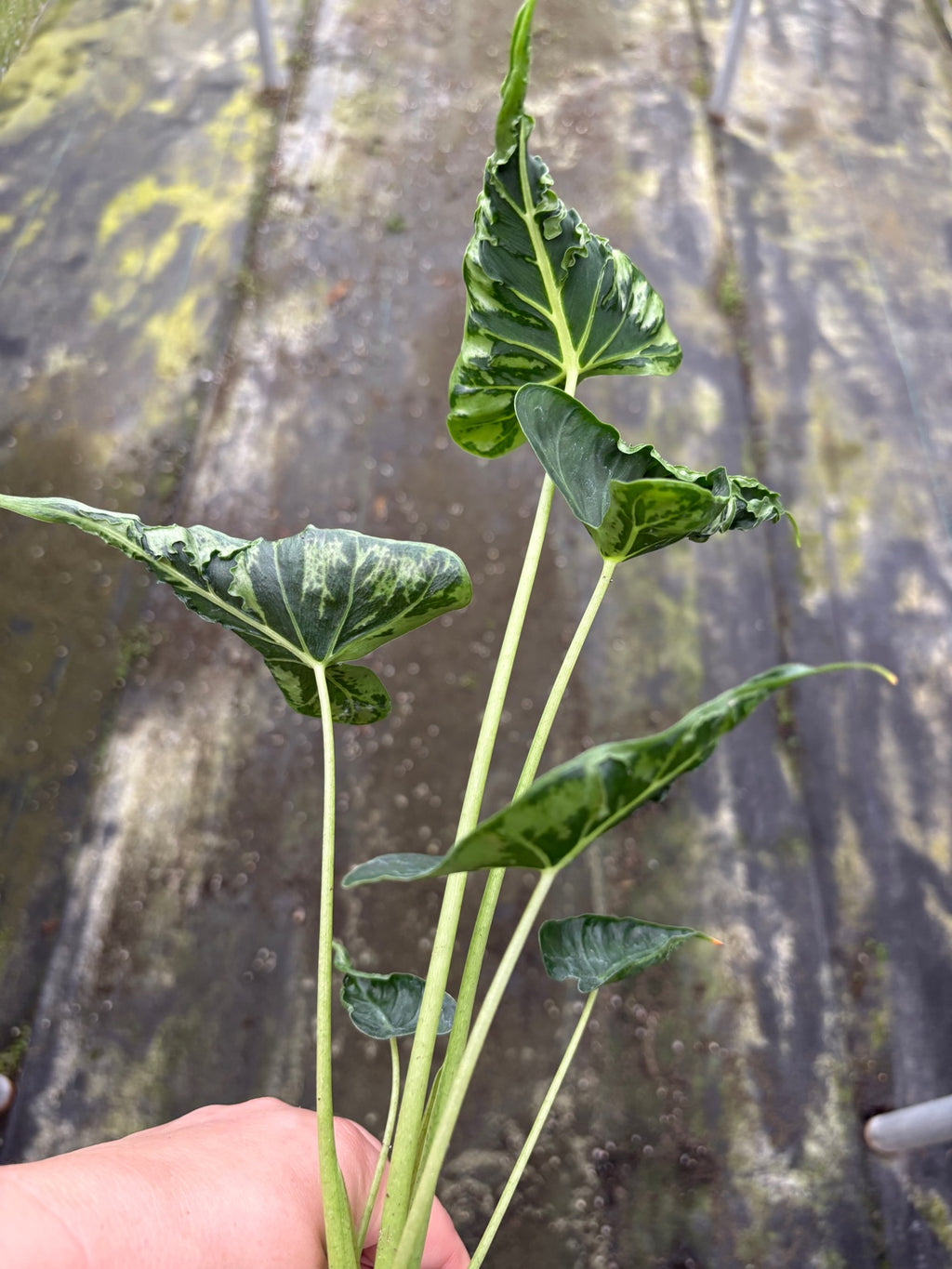 Alocasia Frydek Tattoo