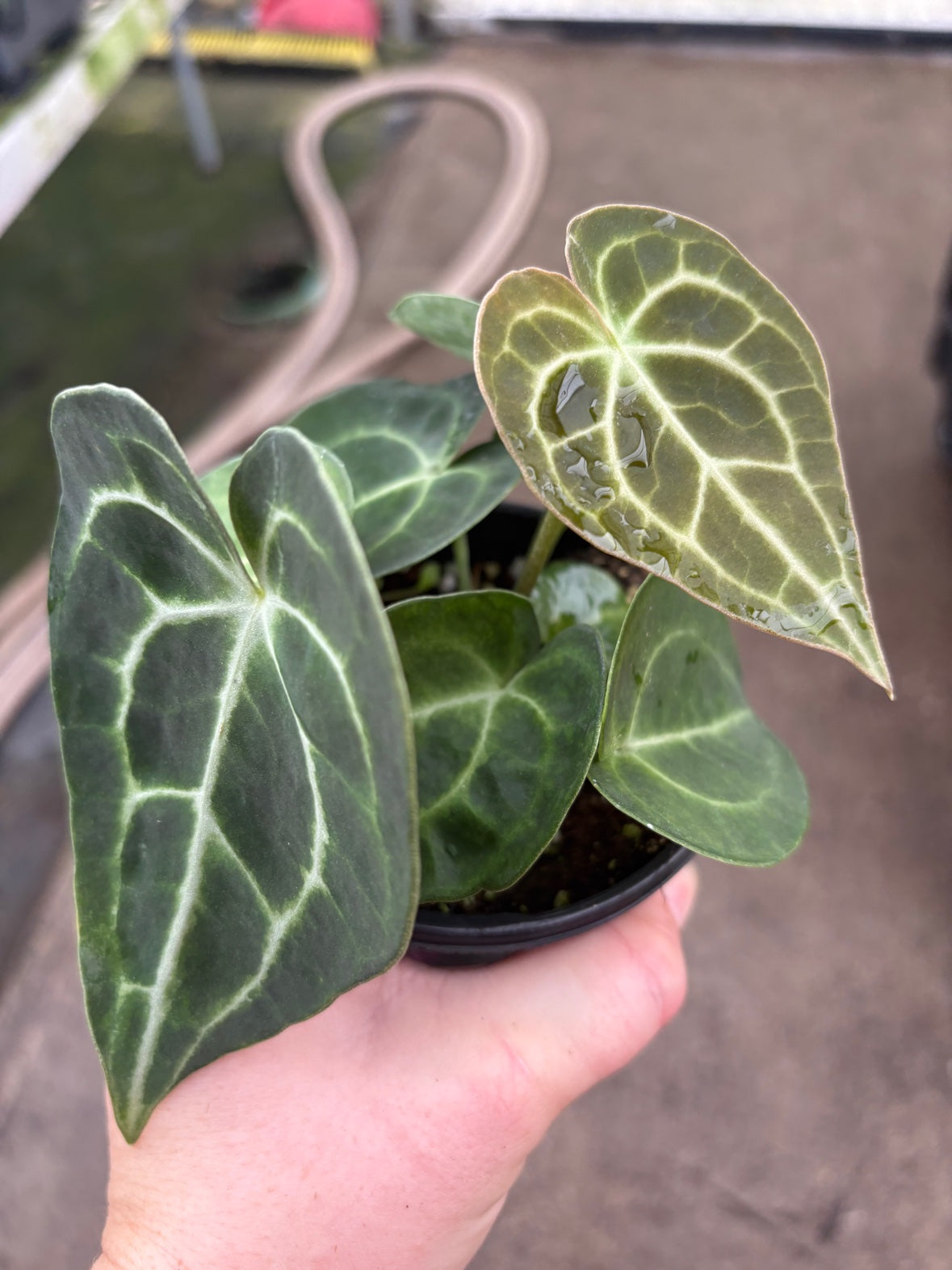 Anthurium Clarinervium