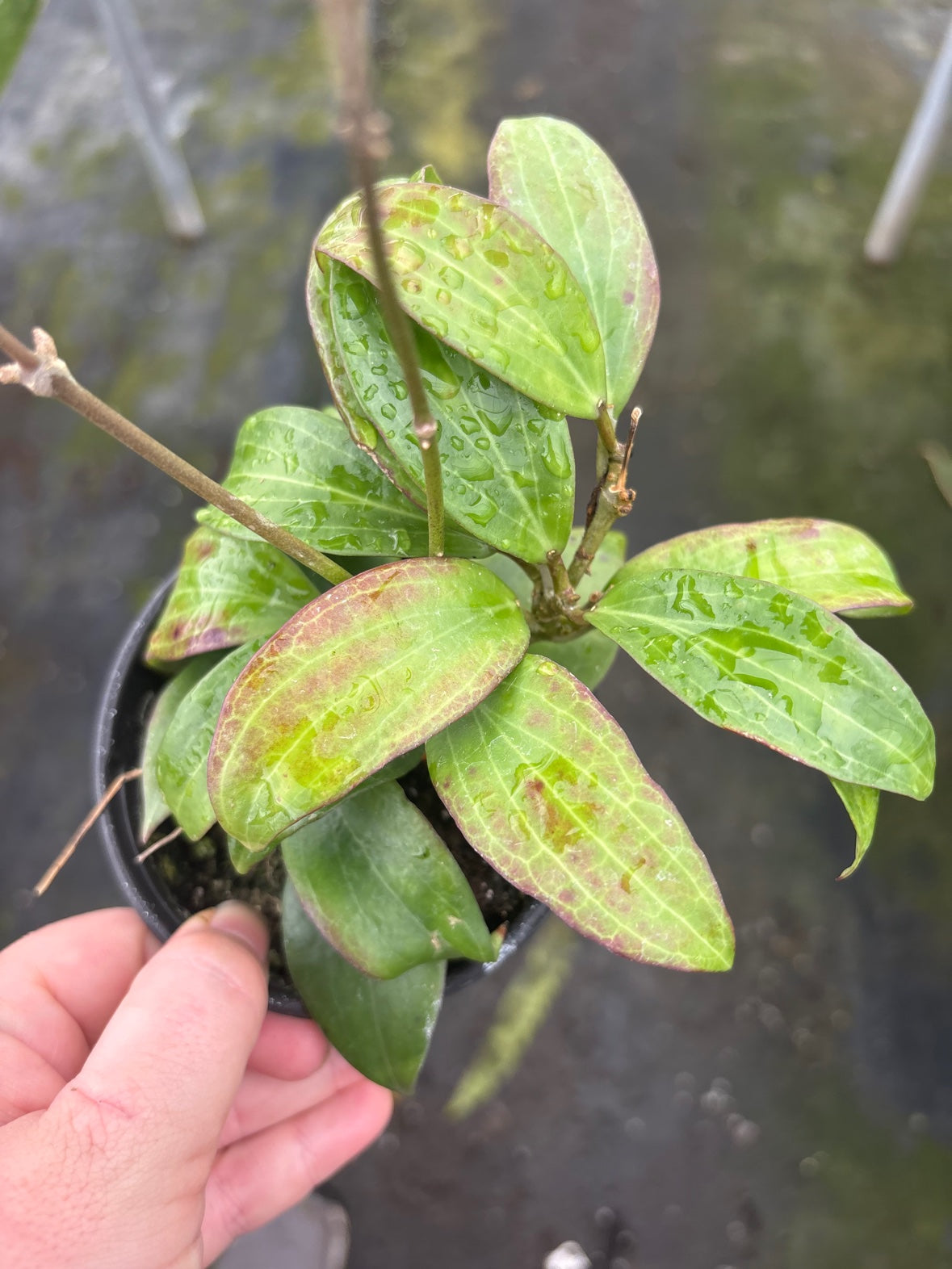 Hoya Merrillii Small Leaf
