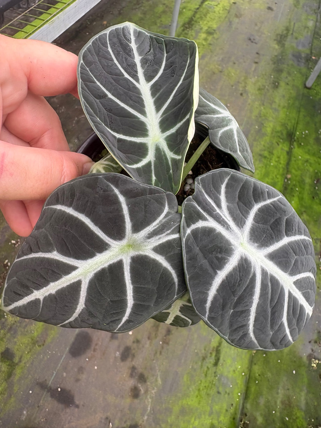 Alocasia Black Velvet