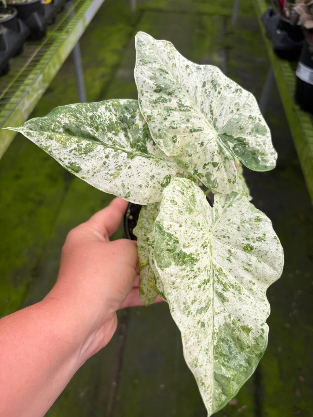 Alocasia Odora Batik