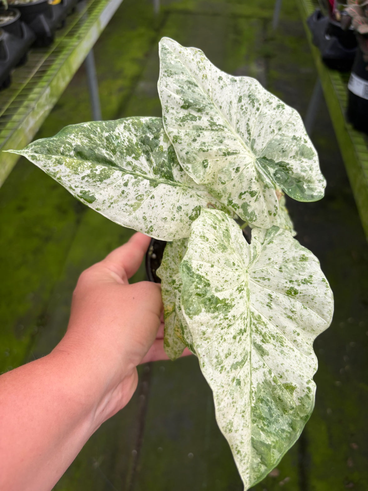 Alocasia Odora Batik