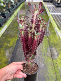 Euphorbia Red Cluster