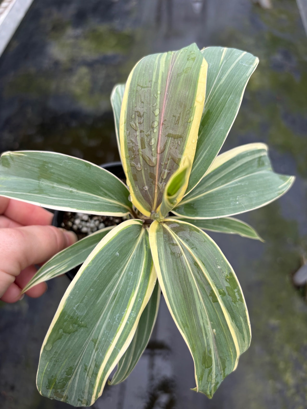 Chocolate Queen Cordyline