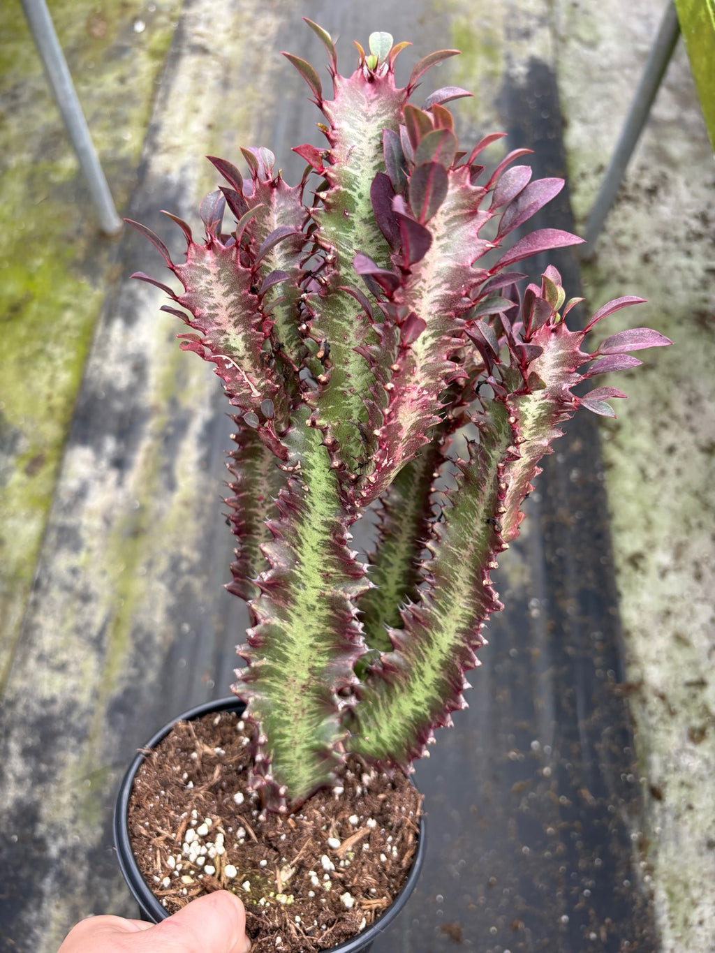 Euphorbia Red Cluster