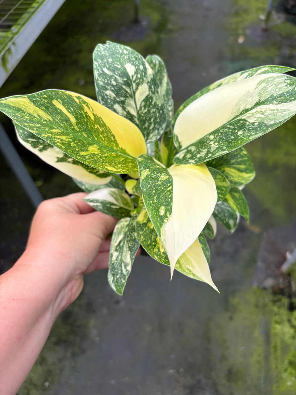 Philodendron Congo Nuclear