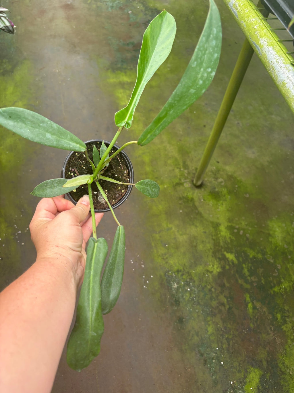 Philodendron Joepii