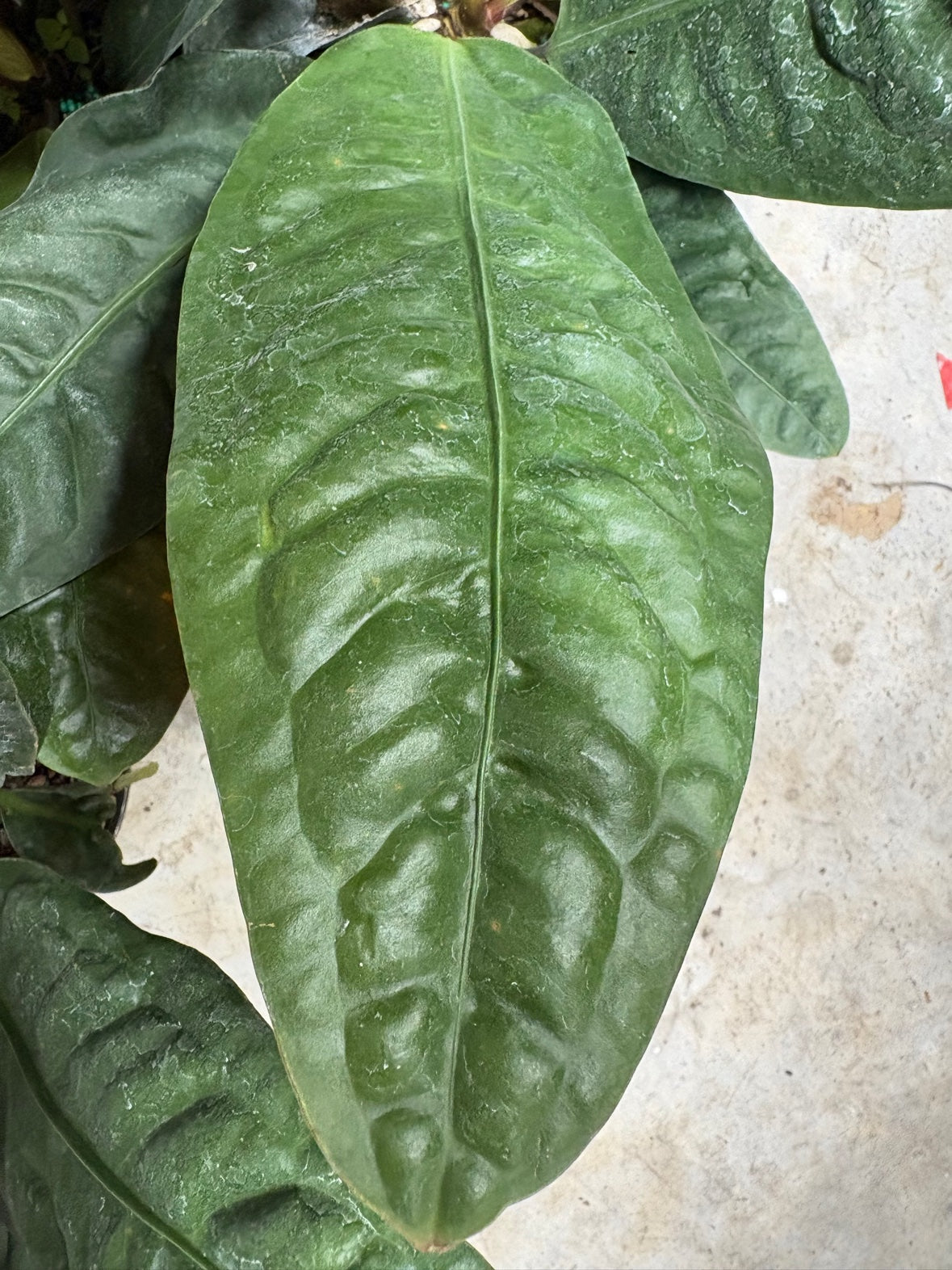 Anthurium Superbum