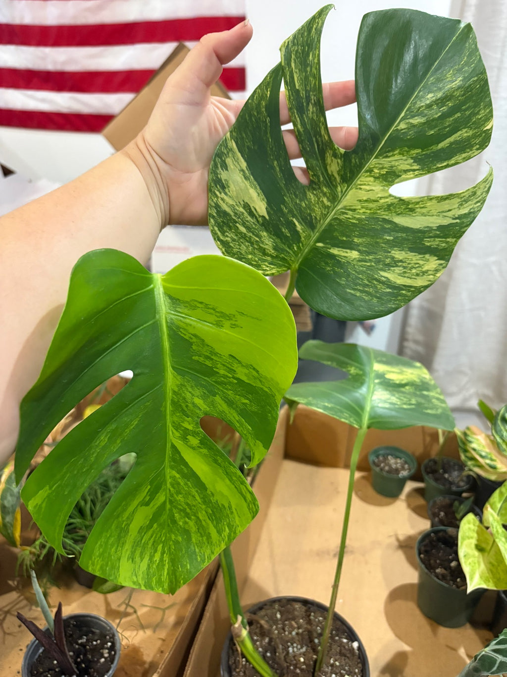Monstera Aurea