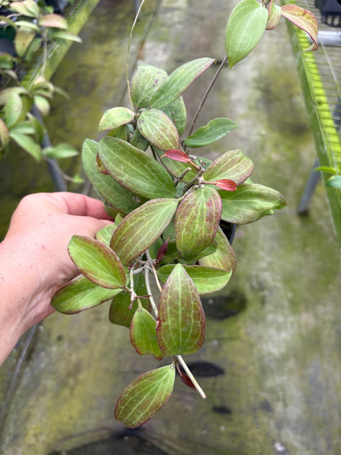 Hoya Merrillii Small Leaf