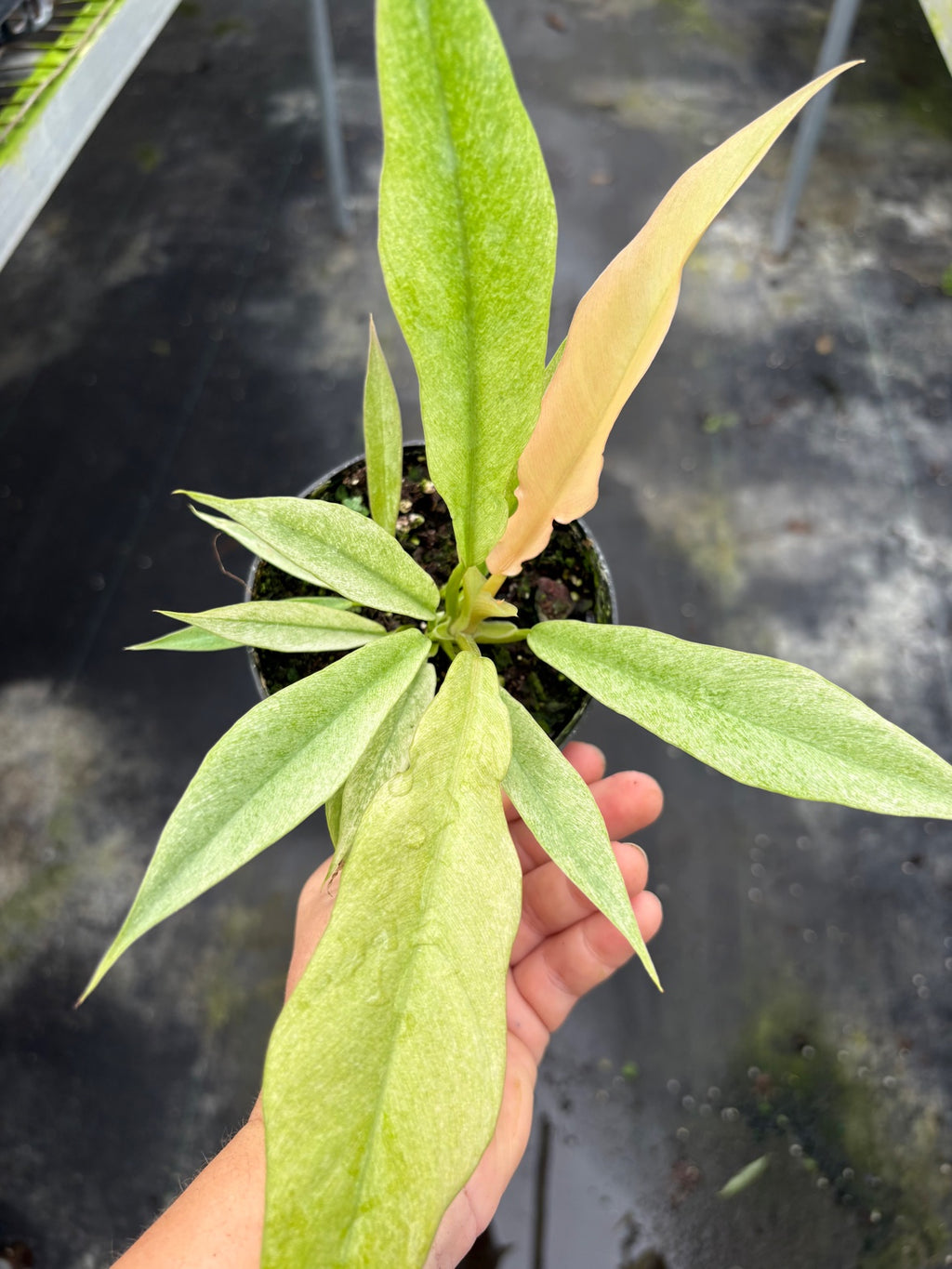 Ring of Fire Mint Philodendron