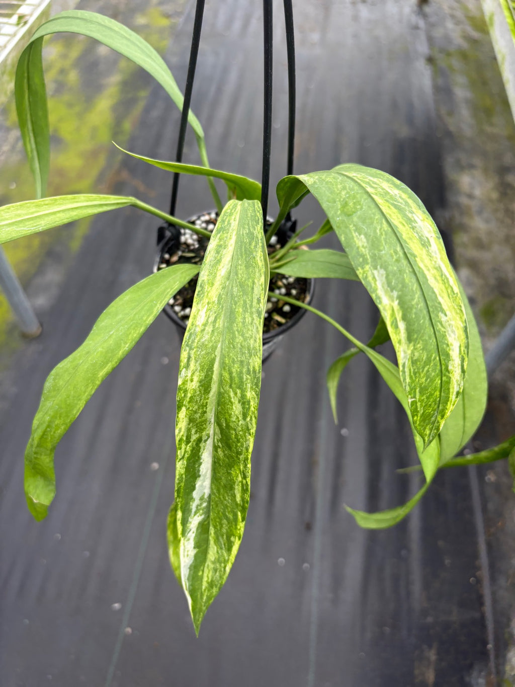 Anthurium Vittariifolium Variegated