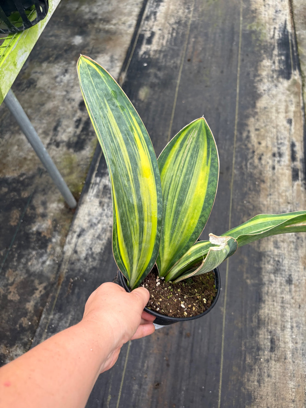 Variegated Whale Fin