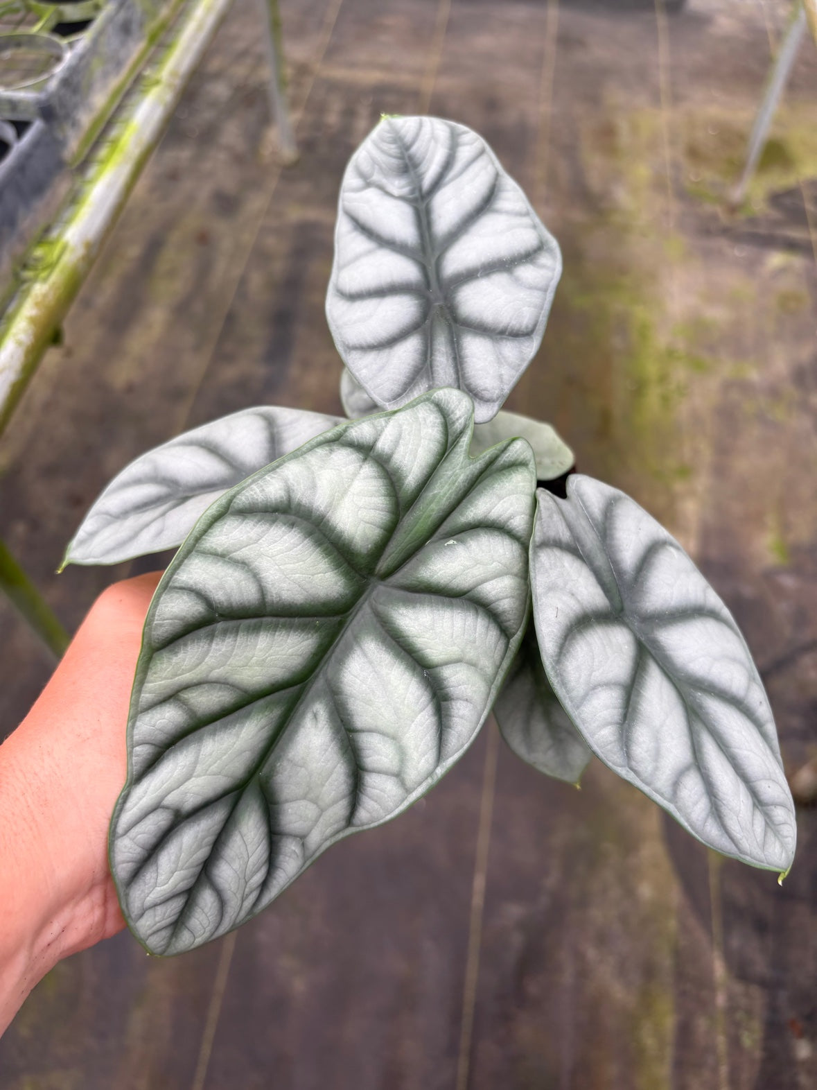 Silver Dragon Alocasia